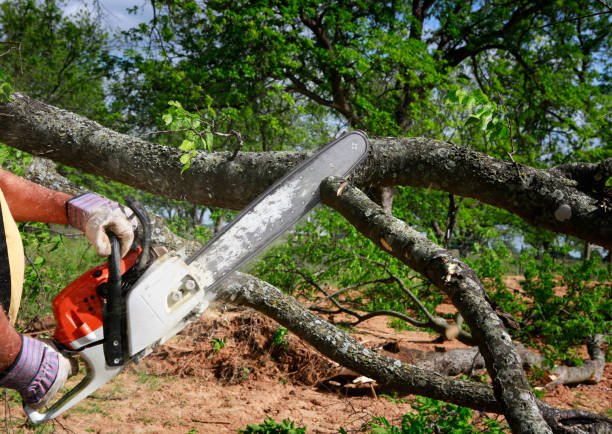 Best Affordable Tree Service  in Buckhall, VA